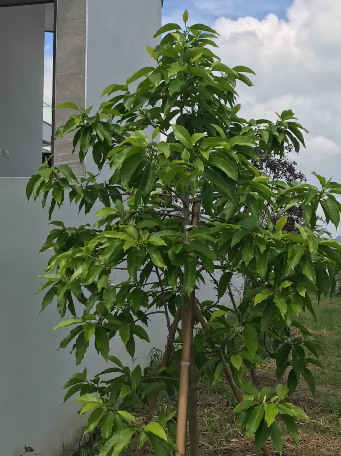 美濃田中央旅宿景色