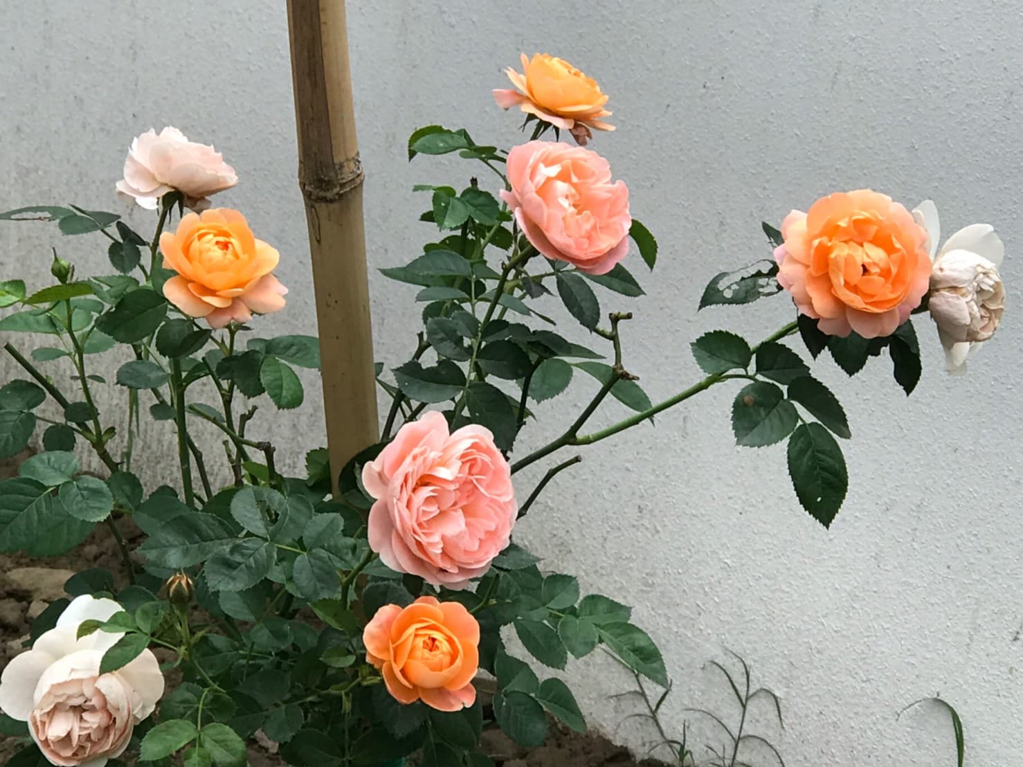 美濃田中央旅宿景色