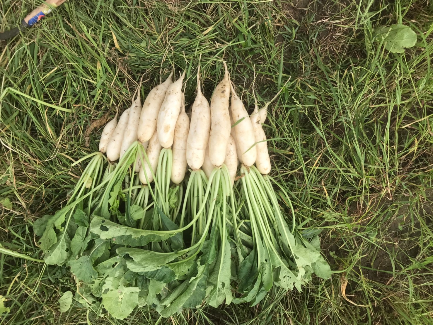 白玉蘿蔔體驗